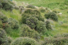 Muehlenbeckia complexa complexa