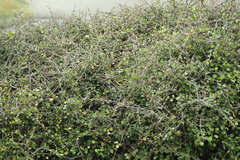 Muehlenbeckia complexa complexa