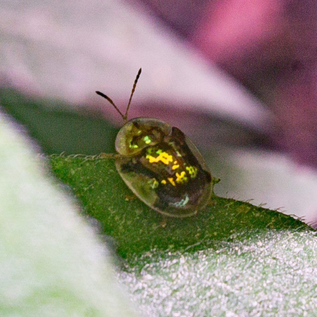Deloyala insubida