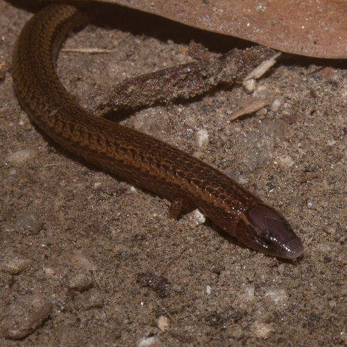Two-colored Bachia, Bachia bicolor
