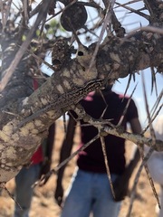 Lygodactylus keniensis