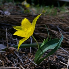 Calochortus monophyllus