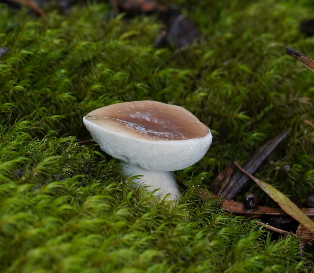 Fistulinella