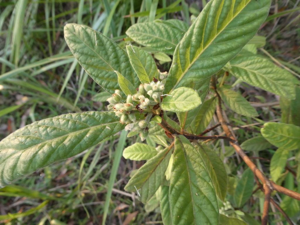 Hairy Psychotria from Ewen Maddock Dam, Landsborough QLD 4550 ...