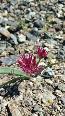 Allium falcifolium