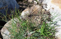 Notobubon capense