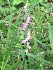 Spiranthes sinensis