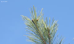 Pinus densiflora