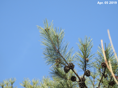 Pinus densiflora