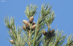 Pinus koraiensis