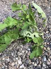 Lapsanastrum apogonoides