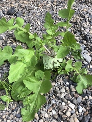 Lapsanastrum apogonoides