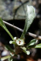 Hesperevax sparsiflora