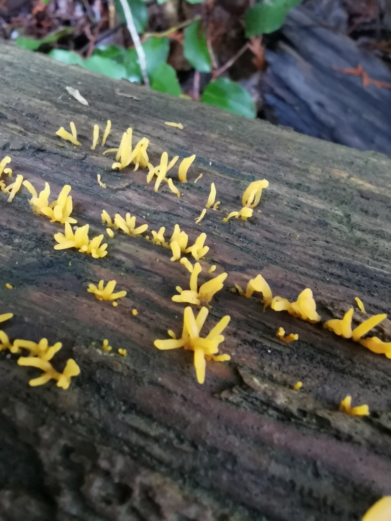 Calocera furcata from Nanaimo, BC V9R, Canada on December 16, 2023 at ...