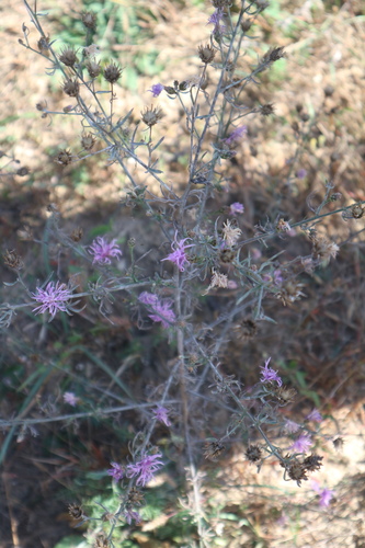 nevädzka porýnska (Centaurea stoebe)