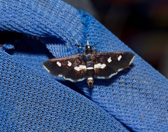 Desmia subdivisalis