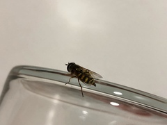 Syrphidae