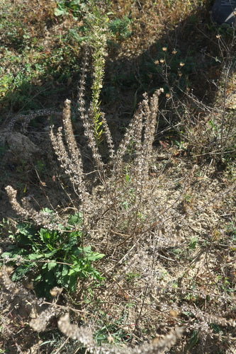 hluchavkovité (Lamiaceae)