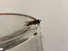 Syrphidae
