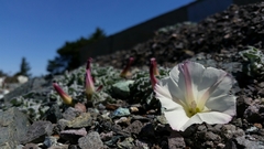 Calystegia collina oxyphylla