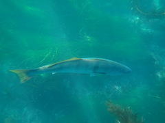 White Seabass photo 5
