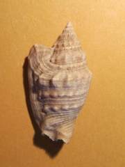 Euprotomus aurisdianae