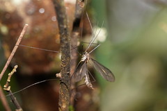 Leptotarsus hilli