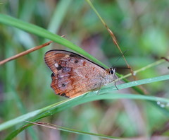Heteronympha banksii