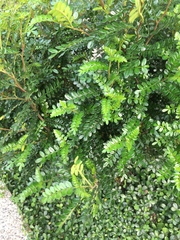 Zanthoxylum beecheyanum