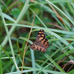 Heteronympha banksii
