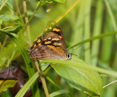 Heteronympha banksii