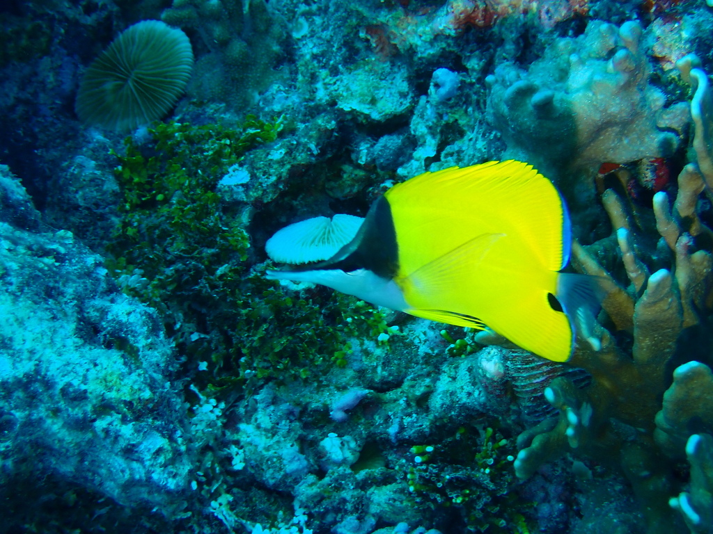 Forcepsfish