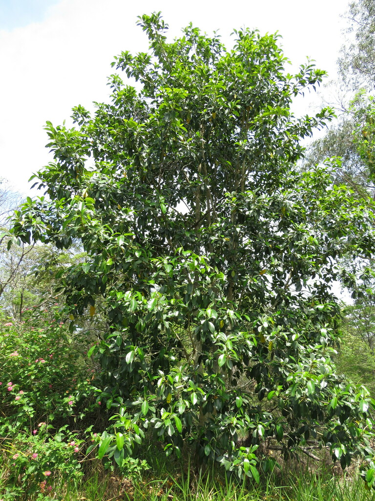 Figs Return Australia at Anthony Gorski blog