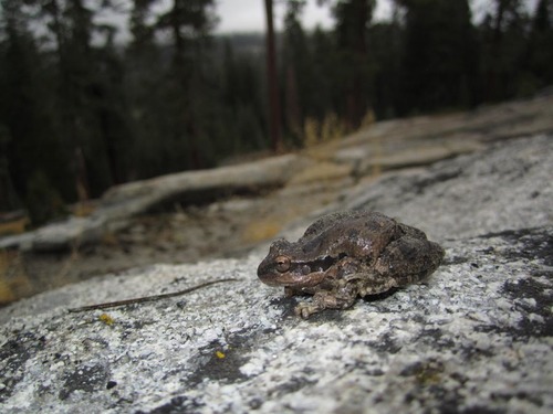 iNaturalist observation photo of Pacific chorus frog