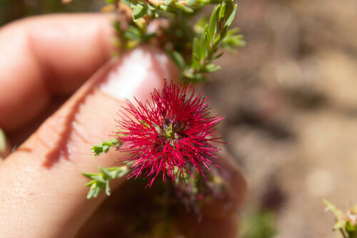 Purple Beaufortia (Melaleuca purpurea)
