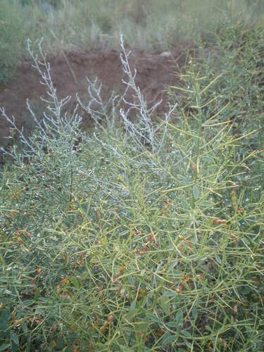 Image of Alhagi pseudalhagi by (c) Татьяна Максимова, some rights reserved (CC BY)