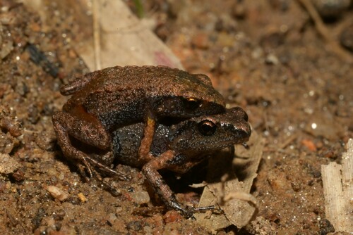 Dwarf Squeaker, Arthroleptis xenodactyloides