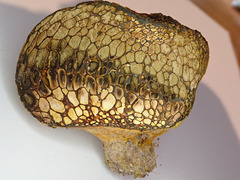 Pisolithus thermaeus