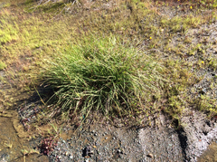 Carex serratodens