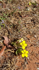 Goodenia sepalosa