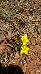 Goodenia sepalosa