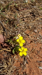 Goodenia sepalosa