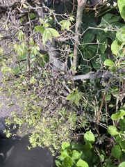 Celtis sinensis
