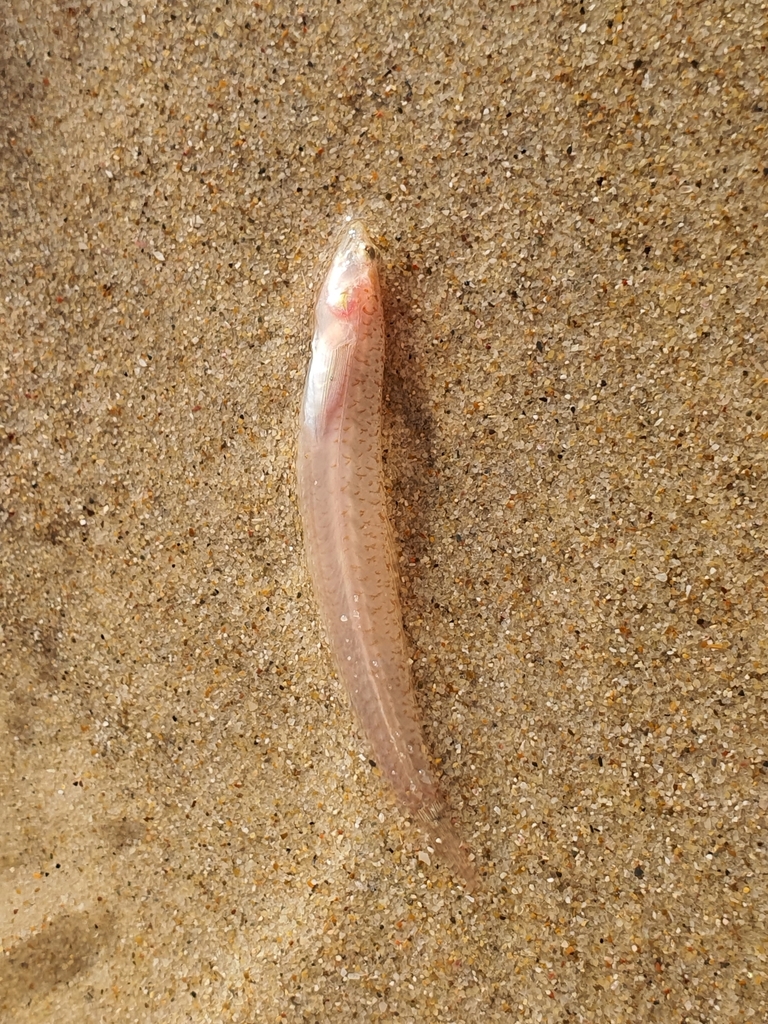 Brokenfin Sandburrower