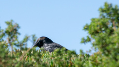 Corvus tasmanicus