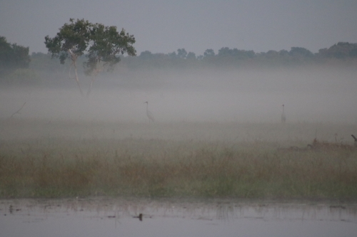 Brolga (Antigone rubicunda), photo 10