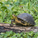 Sunda Box Turtle - Photo (c) Wich’yanan L, some rights reserved (CC BY), uploaded by Wich’yanan L