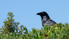 Corvus tasmanicus