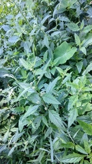 Lamiaceae