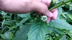 Lamiaceae